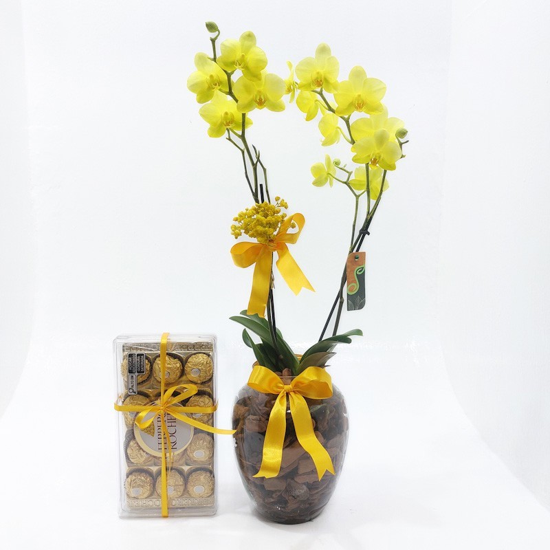 Orquídea Phalaenopsis Amarela com Ferrero Rocher: Presente Sofisticado