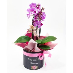 Elegância e Sofisticação: Caixa com Orquídea Phalaenopsis