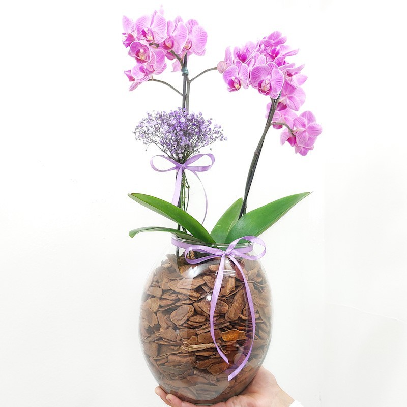 Orquídea Phalaenopsis Vaso Vidro | Elegância e Beleza