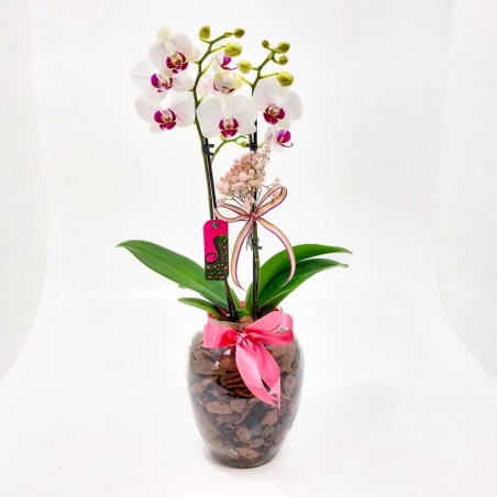 Elegância Transparente: Orquídea Phalaenopsis em Vaso de Vidro