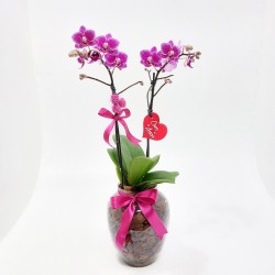 Orquídea Phalaenopsis: Beleza e Sofisticação para Decorar