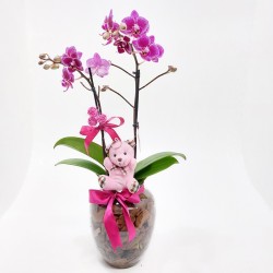 Orquídea Phalaenopsis com Ursinho: Presente Elegante e Charmoso