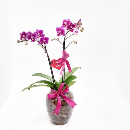 Orquídea Phalaenopsis em Vaso de Vidro: Elegância e Sofisticação