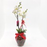 Orquídea Phalaenopsis em Vaso de Vidro: Elegância e Sofisticação