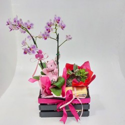 Caixote Orquídea: Presente Completo com Flores, Suculentas, Ursinho