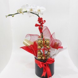 Orquídea e Luxo: Phalaenopsis com Ferrero Rocher para Presentes