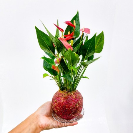 Kokedama: Mini Antúrios para Decoração Verde e Vibrante