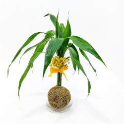 Sorte e Prosperidade: Kokedama de Bambu da Sorte