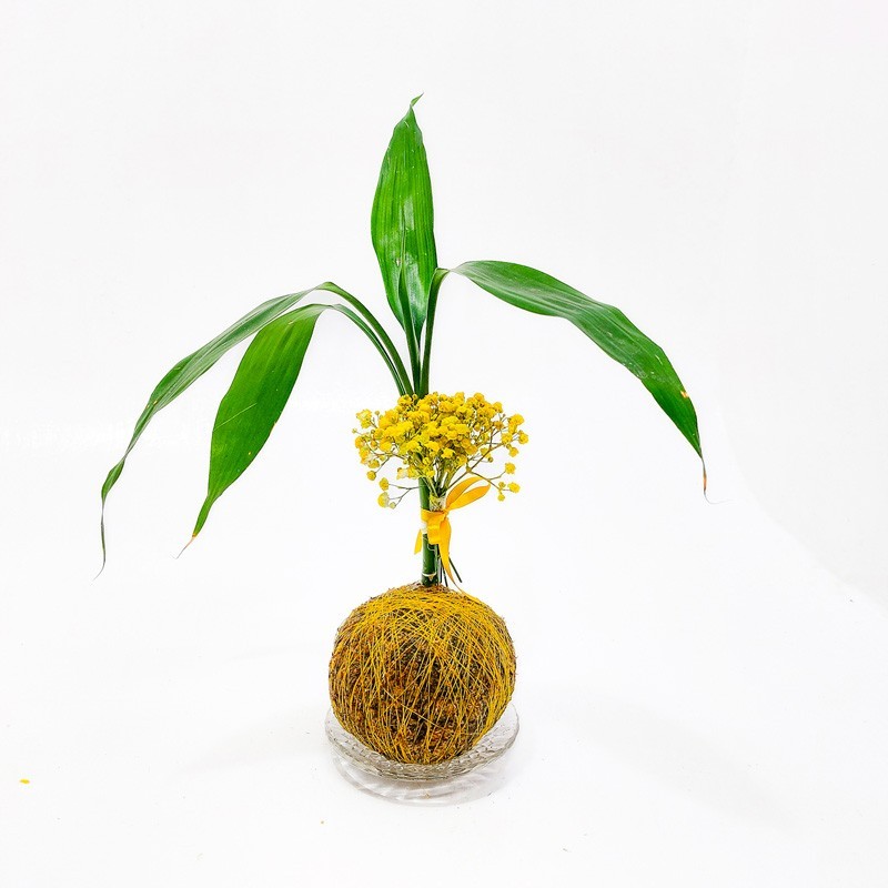 Sorte Essencial: Kokedama de Bambu da Sorte