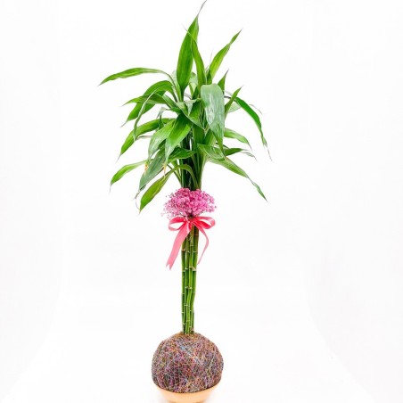 Atraia Sorte e Prosperidade: Kokedama Bambu da Sorte