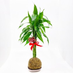 Prosperidade Abundante: Kokedama Bambu da Sorte (8 Talos)