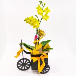 Orquídea Phalaenopsis em Triciclo: Charme e Sofisticação