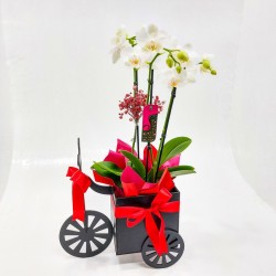 Orquídea Phalaenopsis em Triciclo: Charme e Sofisticação