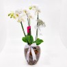 Orquídea Phalaenopsis em Vaso de Vidro: Elegância e Sofisticação