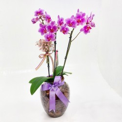 Orquídea Phalaenopsis em Vaso de Vidro: Elegância e Sofisticação