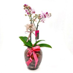 Orquídea Phalaenopsis em Vaso de Vidro: Elegância e Sofisticação