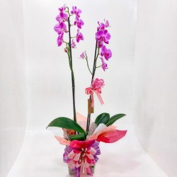 Orquídea Phalaenopsis 2 Hastes: Beleza e Sofisticação em Dobro