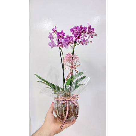 okedama Orquídea Phalaenopsis: Beleza natural para sua casa