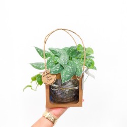 Bag Kokedama Jibóia Prata | Elegante e Sofisticada