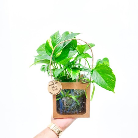 Kokedama Jibóia Verde | Natureza e Elegância em um Só Lugar