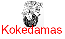 Kokedamas